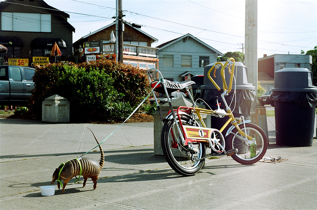 bike and armadillo